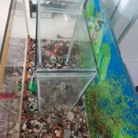 سلام آکواریوم بزرگ دوقلو سالم|ماهی|تربت جام, باغ سنگان سفلی|دیوار