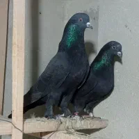 سه جفت کبوتر پرشی