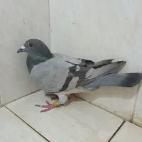 دمبی و سبز پلاکی و کوهی اصل|پرنده|شیراز, وزیرآباد|دیوار