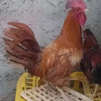 خروس خوب محلی|حیوانات مزرعه|جلگه چاه هاشم, |دیوار