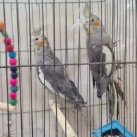 عروس هلندی|پرنده|شاهینشهر, گزبرخوار|دیوار