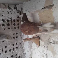 کفتر ماده هوایی یکی نر پشت طوق کاکلی هفت ساده