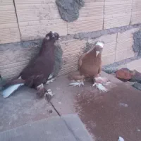 کبوتر|پرنده|باسمنج, |دیوار