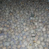 گردوی خوب