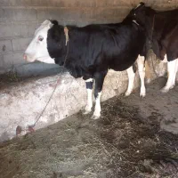 گاوسیمینتال ۱۸ماهه