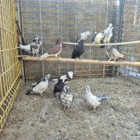 کفتر یا کبوتر