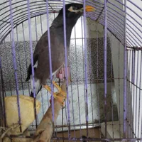 مینا باهوش اهلی و ازاددر خونه|پرنده|بجنورد, |دیوار