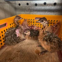 جوجه شترمرغ|حیوانات مزرعه|مشهد, تبادکان|دیوار