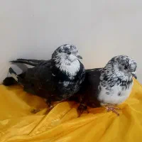 کفتر پرشی ،قاره، زاغ، سوسکی|پرنده|دماوند, گیلاوند|دیوار