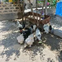 4 تا خروس پاپر و 5 مرغ پاپر درجه یک
