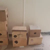 لونه دست ساز برای عروس و گرینچیک