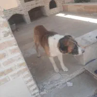 سگ نگهبان