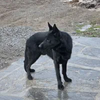 سگ ژرمن بلک شولاین