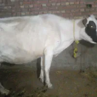 گاو  جوان|حیوانات مزرعه|هریس, |دیوار