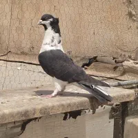 کبوتر