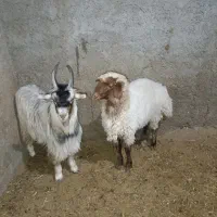 یک عدد بره و یک عدد بزغاله