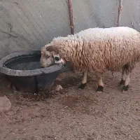 بره نر سبک مناسب پروار