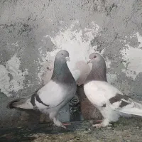 کفتر رنگی قشنگ وپرشی