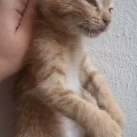 بچه گربه
