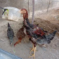 افغان