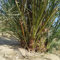 رامشیر روستای ازاده پاجوش برحی ستعمران خلاص نخل نر|خدمات باغبانی و درختکاری|رامشیر, |دیوار