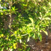 رهن واجاره باغ بر جاده امیریه مناسب کافه ومراسمات|اجارهٔ خانه و ویلا|بسطام, |دیوار