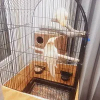 عروس هلندی|پرنده|ری, فیروزآبادی|دیوار