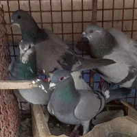 دمگیر|پرنده|اصفهان, مشکین|دیوار