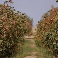 فروش یا اجاره پسته امسال