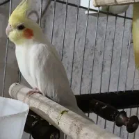 عروس هلندی فنج