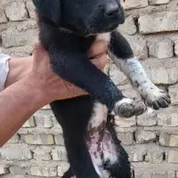 واگذاری توله