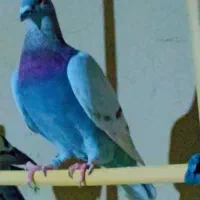 یازده  عدد مسافتی درجه یک|پرنده|سراوان, |دیوار