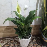 غول پیکر سانسوریا ابلغ|گل و گیاه طبیعی|قم, شهرک فاطمیه|دیوار