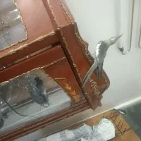 عروس هلندی ۶عدد ۴ملیون با دو تا قفس