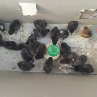جوجه ۱۵ روزه گلین چهل تاج و ریشی