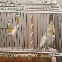 عروس هلندی مولد سخنگو|پرنده|سنندج, |دیوار