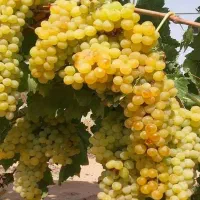 عرضه نهال انگور پربار
