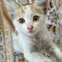 واگذاری رایگان بچه گربه