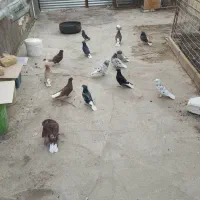 کفتر دوم سفید همه باهم