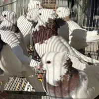 کبوتر طوقی.زاغ.کاشونی|پرنده|بروجن, |دیوار