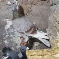 چند عدد پرشی|پرنده|شیروان (خراسان), |دیوار