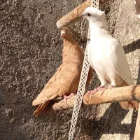 رنگی دورگ