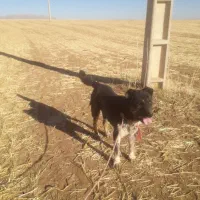 سگ‌گله ای