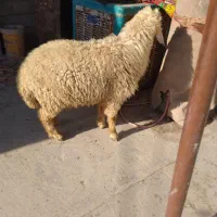 گوسفند