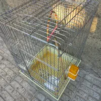 قفس عروس هلندی،کاسکویی|لوازم جانبی حیوانات|کرج, محمد آباد|دیوار