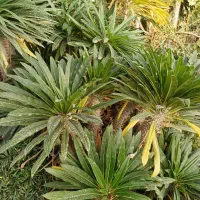 گل آگاو لاله ای سایز بزرگ|گل و گیاه طبیعی|بیستون, |دیوار