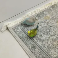دو عدد مرغ عشق