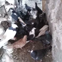 کفتر شهرستانی|پرنده|مشهد, چهارچشمه|دیوار