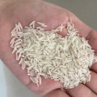برنج فجر سوزنی