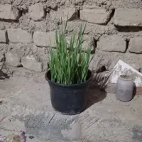 بذر جو|گل و گیاه طبیعی|بندر ترکمن, |دیوار